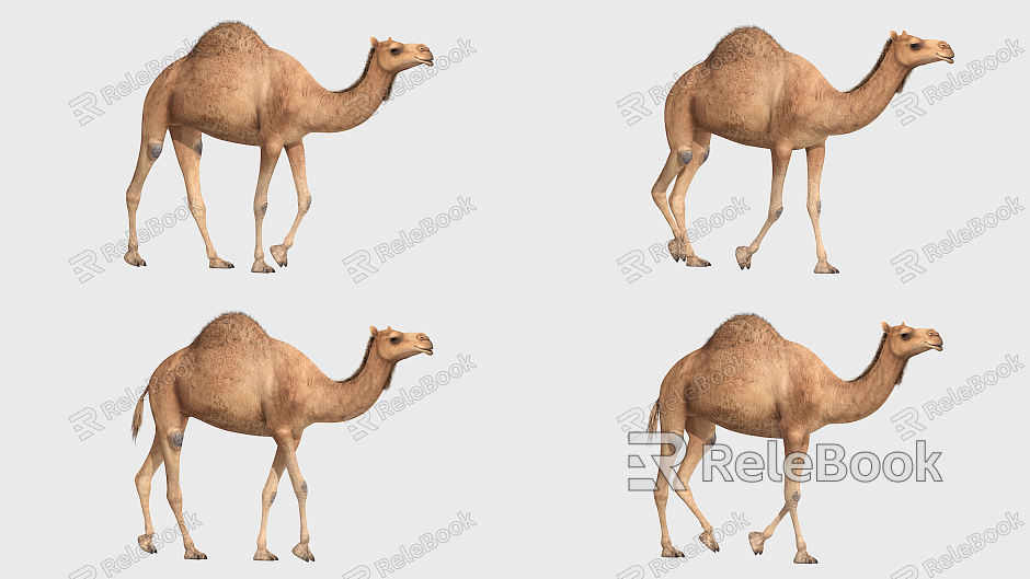 The Modern Camel model