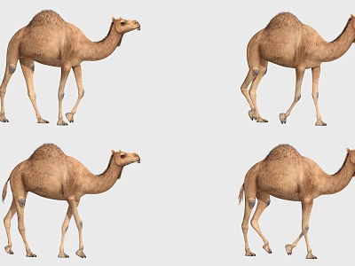 Set Of Four Brown Camels In Different Standing And Walking Poses 3d model
