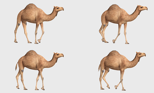 The Modern Camel 3d model