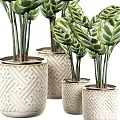 Lush Green Leafy Potted Plants In Decorative Geometric Planters For Indoor Decor