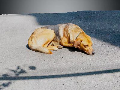 Yellow Reptile Resting On Gray Pavement Under Sunlight Shadow 3d model