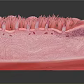 Head Organ 3D Rendered Cross Section Model with Hair Follicles and Skin Layers