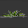 Lush Green Plant Leaves With Vibrant Foliage Isolated On Dark Background