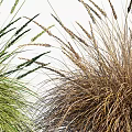 Beautiful Ornamental Grass Varieties in Various Colors Arranged in a Row for Garden Decoration