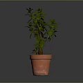 Green Succulent Plant In Terracotta Pot With Branched Stem And Smooth Surface