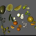 Fresh Assorted Fruits Collection Featuring Whole and Sliced Cantaloupe Limes Avocado and Oranges