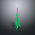 Tall Green Plant With Long Stem Green Leaves Pink Flowers And Grey Background