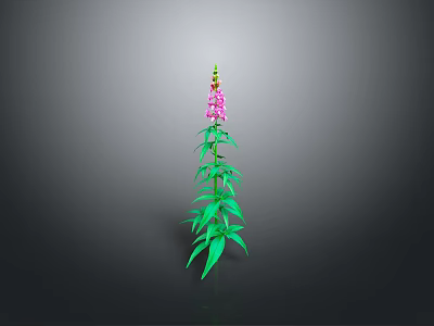 Tall Green Plant With Long Stem Green Leaves Pink Flowers And Grey Background 3d model