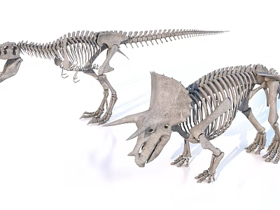 Detailed Reptile Dinosaur Skeleton Exhibits Featuring Long Tail And Horned Head Structures 3d model