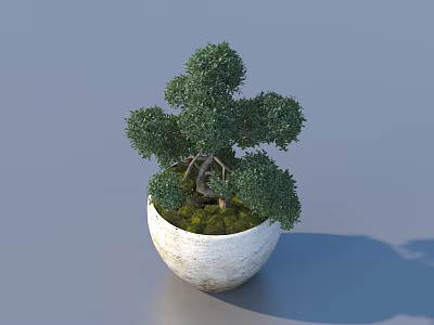 Lush Bonsai Potted Plant With Green Foliage And Moss Covered Soil In White Ceramic Pot 3d model