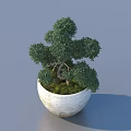 Lush Bonsai Potted Plant With Green Foliage And Moss Covered Soil In White Ceramic Pot