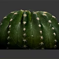 Green Round Cactus Plant With White Spines On Dark Background And Reflection