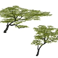 Modern oblique floating tree floating branch tree partial crown tree modeling tree curved rod plant main scenery tree point scenery tree tallow tree 3d model