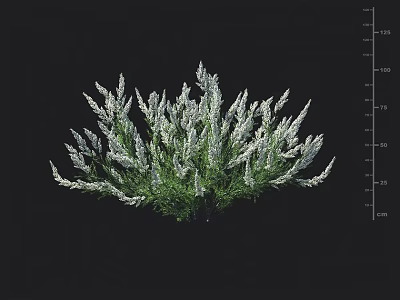 Bushy Green And White Foliage Shrub With Height Measurement Scale On Black Background 3d model