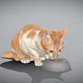 Cute Orange And White Domestic Cat Eating From Food Bowl