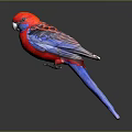 Red And Blue Parrot With Striped Feathers On Dark Background With Reflection