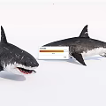 Realistic 3D Models of Two Large Sharks With Open Mouths and Sharp Teeth 3d model