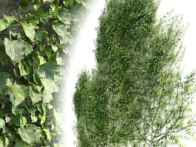 Lush Green Leafy Vines Covering Wall With Fresh Foliage And Twisted Stems 3d model