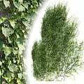 Lush Green Leafy Vines Covering Wall With Fresh Foliage And Twisted Stems
