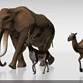 Realistic Elephant Antelope And Camel Figurines Standing On White Surface