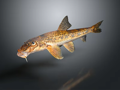 Vibrant Realistic Fish Shaped Decorative Figurine For Modern Home Living Space 3d model