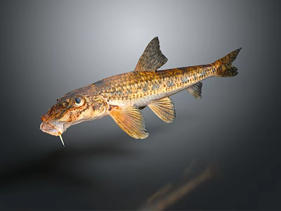 Catfish Carp Sturgeon Bass Freshwater Fish Various Carp Grass Carp Crucian Carp 3d model