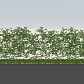 Lush Green Plant Wall with White Flowers and Foliage on Exterior Wall Under Blue Sky