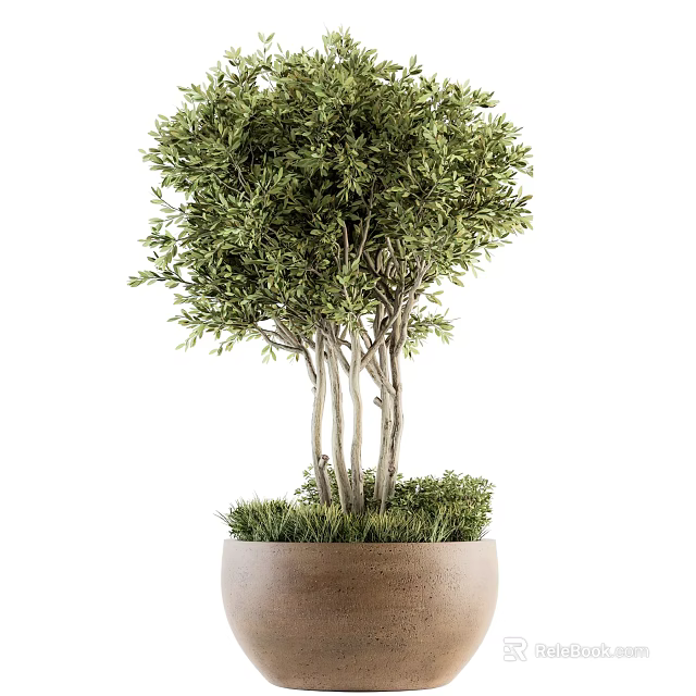 Lush Green Bonsai Plant With Multiple Trunks In Brown Ceramic Pot 3d model