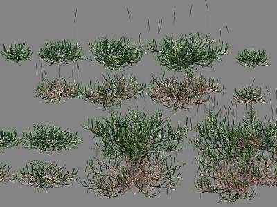 Various Shrub Types with Different Growth Forms for Garden and Landscape Use 3d model