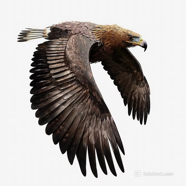Flying Eagle with Spread Wings and Brown Feathers in Graceful Flight 3d model 