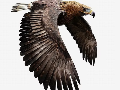 Flying Eagle with Spread Wings and Brown Feathers in Graceful Flight 3d model
