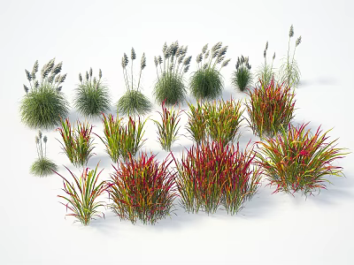 Diverse Collection of Ornamental Grasses With Green Red Foliage And Plumed Spikes 3d model