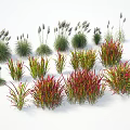 Diverse Collection of Ornamental Grasses With Green Red Foliage And Plumed Spikes