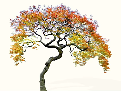 Arbor With Curved Trunk And Colorful Red Yellow Autumn Leaves 3d model