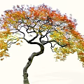 Arbor With Curved Trunk And Colorful Red Yellow Autumn Leaves