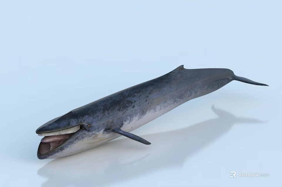 Realistic 3D Model Whale with Open Mouth and Streamlined Body on Light Background 3d model 