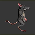 3D Model Rat Standing With Red Ears Red Paws Black Body And Light Belly
