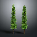 Two Tall Green Pyramidal Trees With Brown Trunks On Grey Background