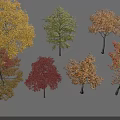 Colorful Deciduous Trees with Yellow Green Orange Red and Brown Autumn Leaves