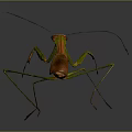 Orange and Green Mantis With Long Forelegs On Gray Background