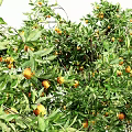 Lush Arbor Trees With Green Leaves And Orange Fruits On White Background
