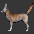 Fennec Fox With Large Ears Tan Fur And Long Tail On Shiny Black Surface