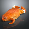 Isolated Vibrant Orange Frog With Shiny Skin on Dark Background