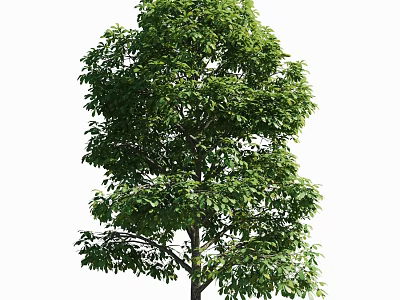 Lush Green Arbor With Dense Foliage And Strong Trunk In Natural Setting 3d model
