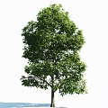 Lush Green Arbor With Dense Foliage And Strong Trunk In Natural Setting