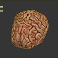 brain brain human brain brain structure 3d model