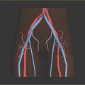 3D Model Of Human Lower Limb Vascular Organ System Showing Arteries And Veins Distribution