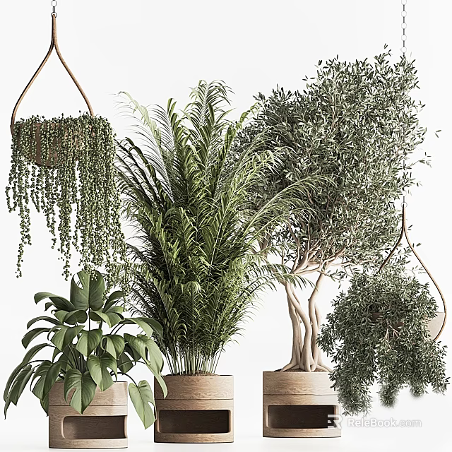Various Hanging and Potted Green Plants in Ceramic and Terracotta Pots for Indoor Decoration 3d model 