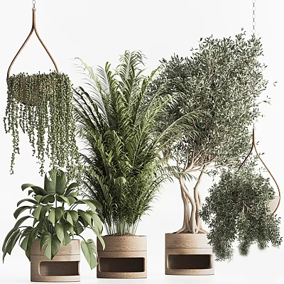 Various Hanging and Potted Green Plants in Ceramic and Terracotta Pots for Indoor Decoration 3d model