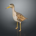 Realistic Standing Bird With Yellow Beak Yellow Legs And Brown White Feathers On Dark Background